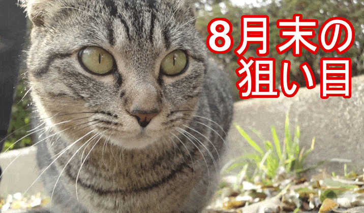 狙い目の猫だっ！