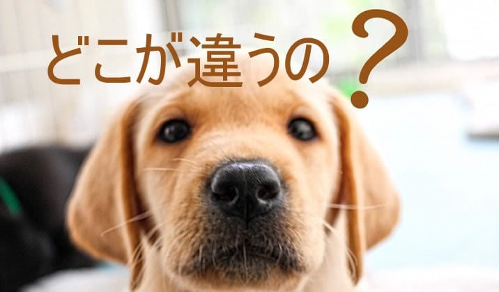 どこが違うの？